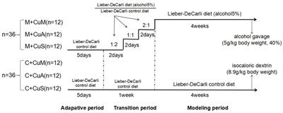 Dietary Copper Plays an Important Role in Maintaining Intestinal Barrier Integrity During Alcohol-Induced Liver Disease Through Regulation of the Intestinal HIF-1α Signaling Pathway and Oxidative Stress